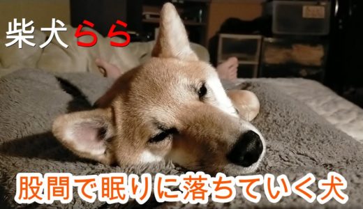 【股間で眠りに落ちていく犬】