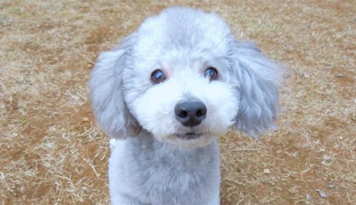 トリミングで身軽になって嬉しそうなお犬