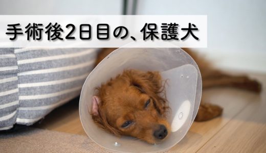 手術後2日目の保護犬と、ストレス発散する先住犬。IQアップ？知育玩具な食器【Day22】