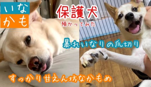 【保護犬預かり】すっかり甘えん坊になった初代預かり犬かもめと、暴れる暴れるいなりの爪切り