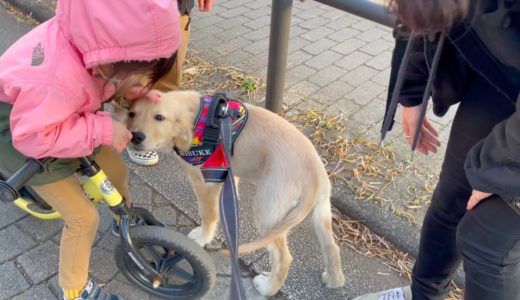 か弱い女の子が、一瞬にして大型犬ビスケを手懐けました笑【ゴールデンレトリバー子犬】