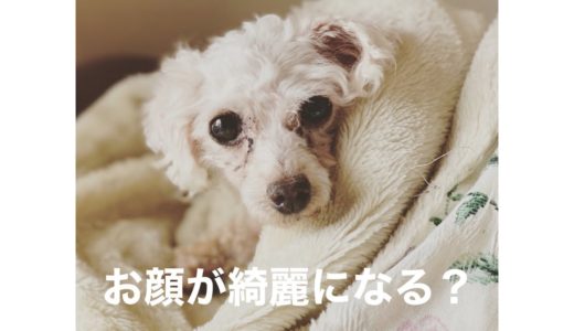 【トイプードル】【元繁殖犬】人生初めてのお風呂に入ったら見違えるほど綺麗になった