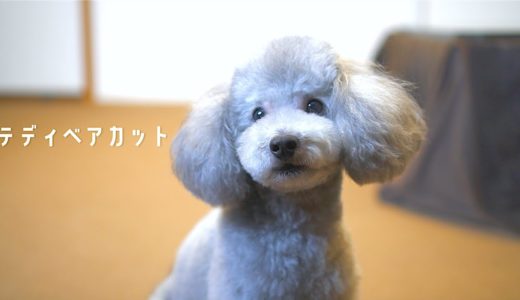 🐶トリミングでテディベアカットになった犬が可愛スギィィィ（語彙力）【トイプードルのトリミング】