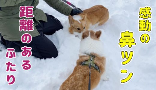 先輩犬からの鼻つんに飼主歓喜！！【コーギー】