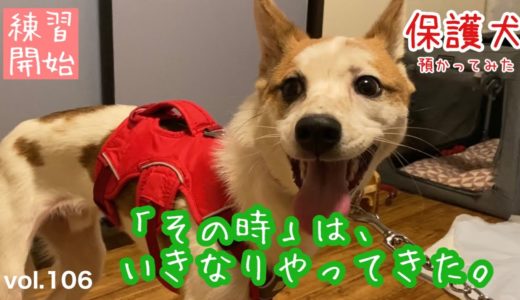 【保護犬預かり】突然、散歩トレーニング開始のタイミングがやってまいりました