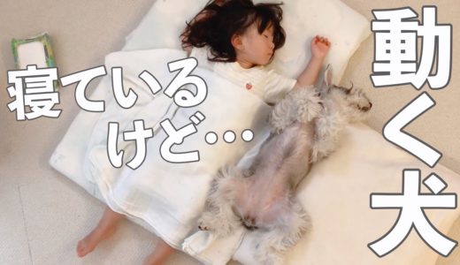 犬が寝ぼけてピクピクしながら寝ている【シュナウザージジトト】