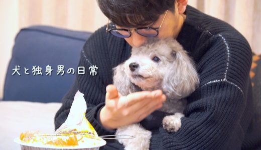 🐶犬と独身男の幸せな雨の日の過ごし方【トイプードル】