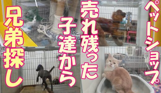 保護犬チワワ犬の兄弟（友達）をペットショップの売れ残りや里親募集から探す。犬や猫を飼う前に是非ご覧頂きたいこと。