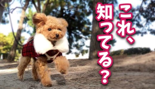 【神グッズ】買ってよかった犬グッズ第2弾【トイプードルのコロン】