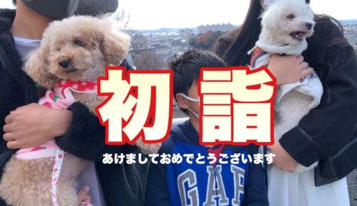 新年早々やらかして怒られる犬【初詣】トイプードル/マルプー