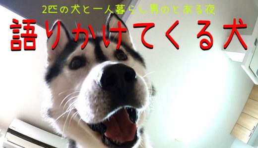 一人暮らし社会人(男)、気が付いたら犬としか喋ってなかった！　ハスキー犬と保護犬トイプードル