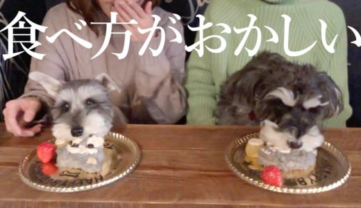 【かわいい】犬が誕生日ケーキを食べる姿は一生懸命【シュナウザージジトト】Miniature schnauzer with daughter:HAPPY BIRTHDAY DOGS