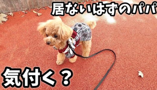 公園にいるはずのないパパがベンチにいたら、犬は気づくのか？【トイプードルのコロン】