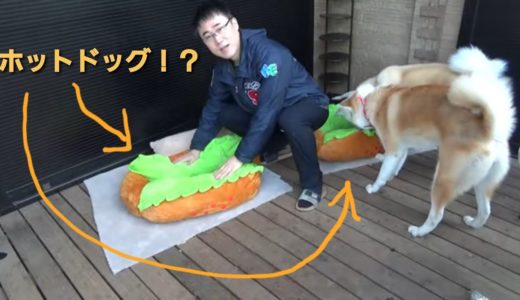 犬用ホットドッグ⁉