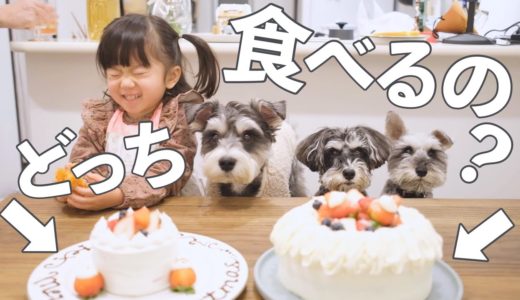 犬のためにクリスマスケーキを焼いてもらった豪華なクリスマス会【シュナウザージジトト】Merry christmas dogs:Miniature schnauzer