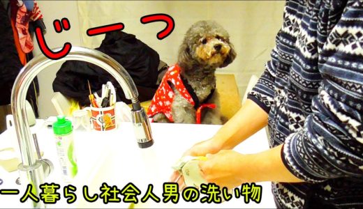 洗い物が気になって監督を始めた犬と一人暮らし社会人(男)の夜　トイプードルとハスキー犬