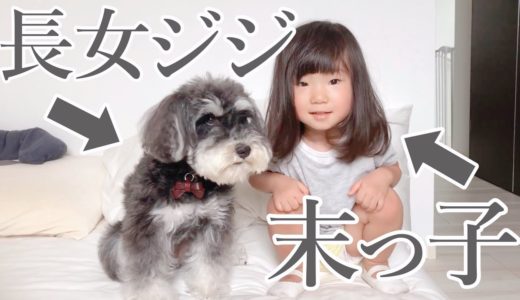 【ジジ特集】わが家の犬がやっと2歳娘に心をゆるしてきました【シュナウザージジトト】