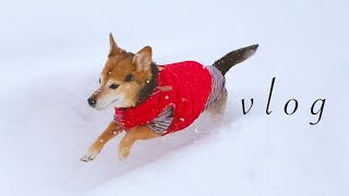 北の国から犬と猫との暮らし綴り『vlog 北海道・道東の暮らし』