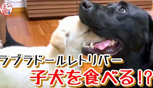 【子犬　保護犬　子猫】ラブラドールレトリバー　大型犬に食べられる子犬？