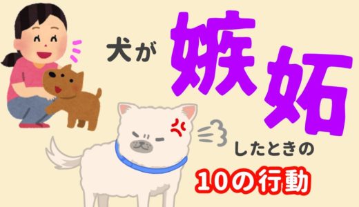 犬も嫉妬する!?犬が嫉妬したときの10の行動と対処法