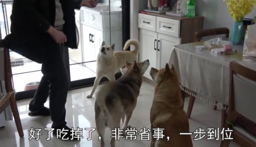 给中华田园犬小米喂药，这货当零食吃得津津有味，太省事了！