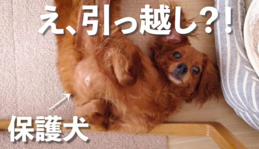 保護犬が新しいサークルへ引っ越した日のVlog【Day17】