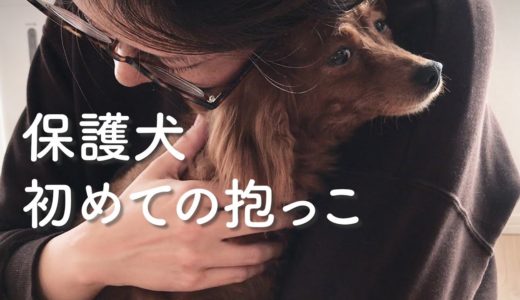 保護犬、初めての抱っこで表情に変化が【Day4】