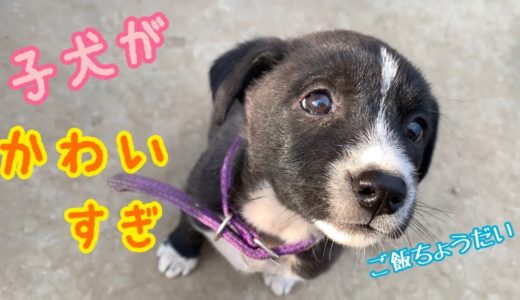 【食いしん坊な子犬達にキュン！🌸】ママ犬用の特製ご飯が欲しくてしょうがない子犬達のアップが可愛すぎる💕