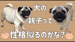 犬の性格は遺伝…？