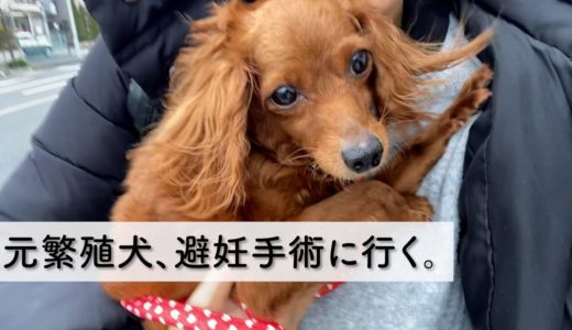 元繁殖犬の保護犬が、避妊手術をする日のVlog（＋預かりのロス対策）【Day20】