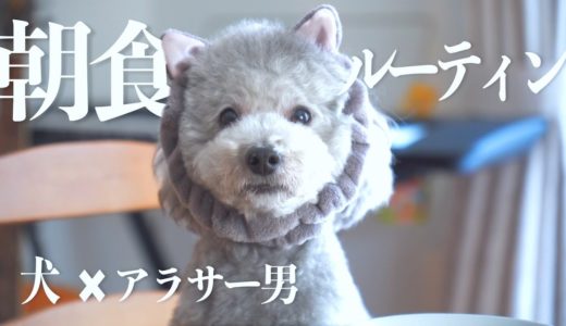 🐶犬と28歳独身男の朝食ルーティン リターンズ【トイプードル】