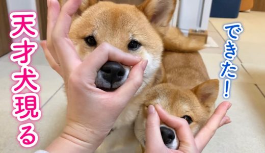 新しい芸を一瞬でマスターしちゃう天才犬！柴犬姉弟