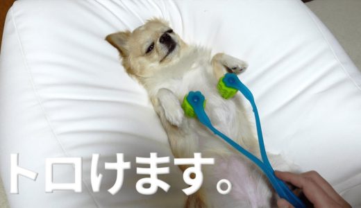 犬がトロけます。ただそれだけの動画です。【チワワ】【dog】【chihuahua】