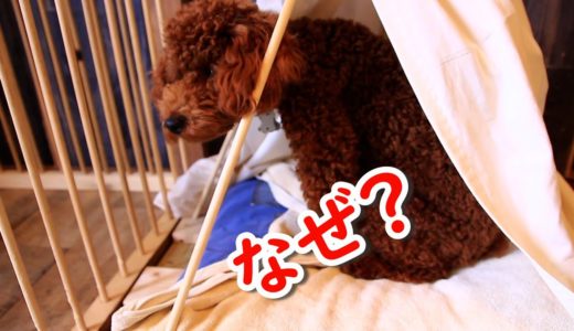 犬「人間はどうして動物に罠をしかけるの？」 飼い主「すまない」愛犬に罠をしかける飼い主