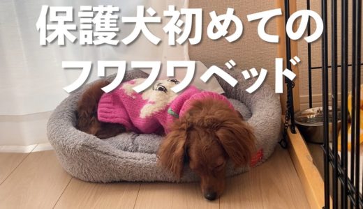 保護犬初めてのフワフワベッドでモフモフの魅力に目覚めたか【Day5】