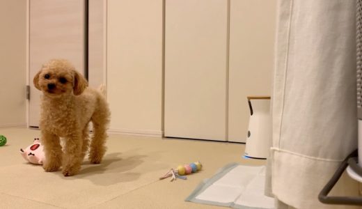 隠し撮りカメラに気付いて2度見しちゃう犬