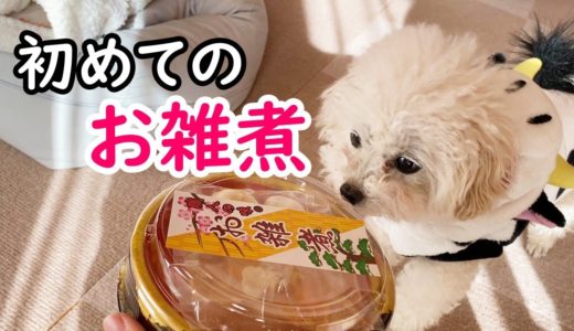 犬用のお雑煮ってどんな味？