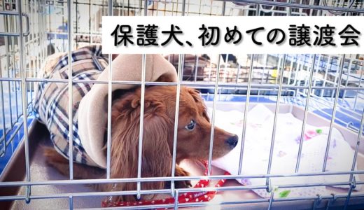 臆病な保護犬が初めて譲渡会に参加した結果・・・【Day15】