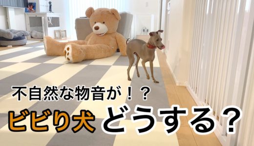 いないはずの飼い主が、実は家にいたら犬はどうなる？【イタグレ】【どっきり】