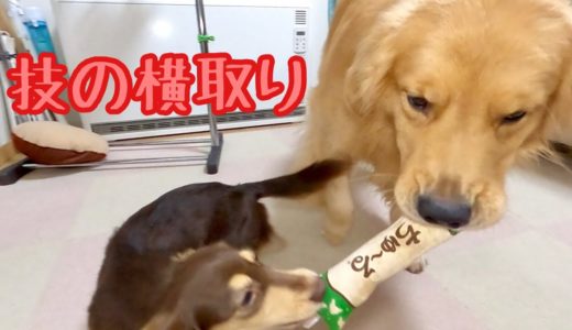 持ってこいを覚えた小型犬と持ってこいを横取りする大型犬。ゴールデンレトリバーのクッキーとミニチュアダックスフンドの子犬ショコラとの幸せな日常