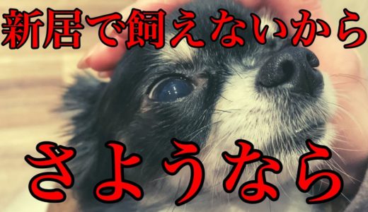 【保護犬】引越し先で飼えないのでさようなら。8年間一緒に飼われていたチワワ