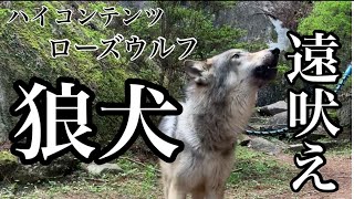 遠吠えをする狼犬はカッコいい