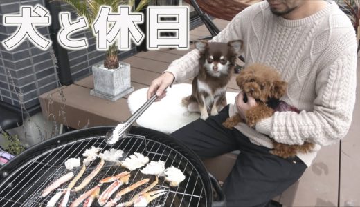 トイプードルとチワワとアラフォー社長のとある昼下がり 犬と過ごす休日