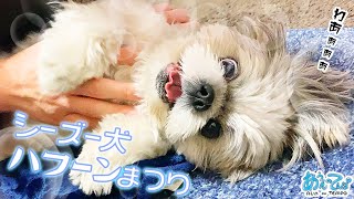 シーズー犬の食後のハフーン祭りに癒されてください Happy Shih Tzu dog