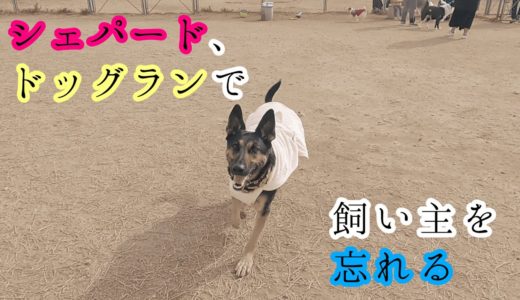 シェパード犬、ドッグランが楽しすぎて飼い主を忘れる【German Shepherd】 My Dog Just Forgot Her Owners At The Dog Park