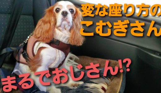 【キャバリア／元保護犬】ちょっと変わった、面白い座り方をしているこむぎさんが、しれっとしていて可愛い！