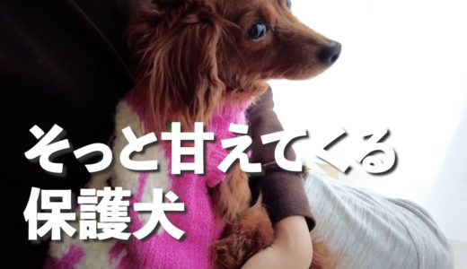 保護犬がそっと甘える姿にキュン死、預かり12日目のVlog【Day12】