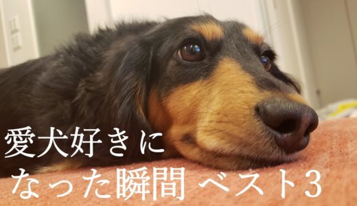 犬嫌いだった人が愛犬好きになった瞬間ベスト３！！【ダックスフンド】