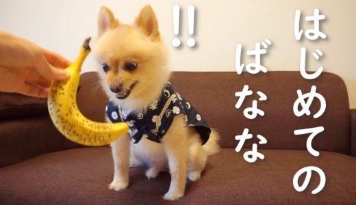 初めてバナナを食べた犬の反応がこちらです…笑