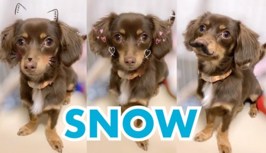 SNOWで犬を変身させてみた！５選🐶【チワックスぷんた】